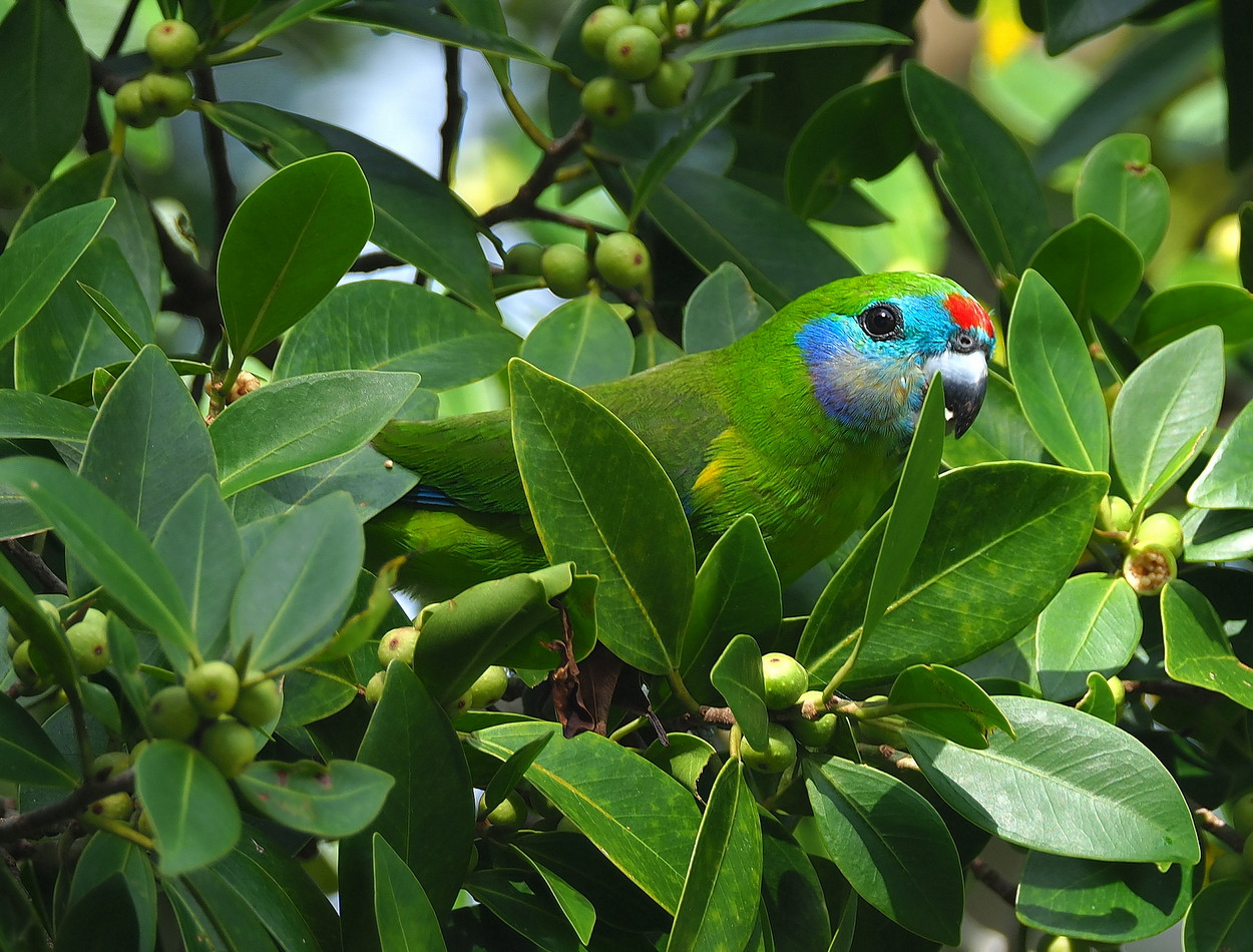 image Double-eyed Fig-Parrot